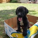 Cane Corso Puppies for Sale - a Cane Corso puppy