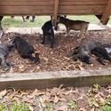 Cane Corso Puppies for Sale - a Cane Corso puppy