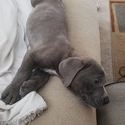 Cane Corso Puppies for Sale - a Cane Corso puppy