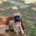 Cane Corso Puppies for Sale - a Cane Corso puppy