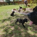 Cane Corso Puppies for Sale - a Cane Corso puppy