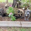Cane Corso Puppies for Sale - a Cane Corso puppy