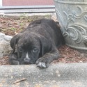 Cane Corso Puppies for Sale - a Cane Corso puppy