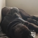 Cane Corso Puppies for Sale - a Cane Corso puppy