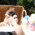 Toy Teacup Pomeranian Puppies For Sale - a Pomeranian puppy