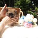 Toy Teacup Pomeranian Puppies For Sale - a Pomeranian puppy