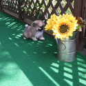 Toy Teacup Pomeranian Puppies For Sale - a Pomeranian puppy