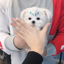 Micro Teacup Maltese Puppies For Sale - a Maltese puppy
