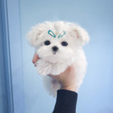Micro Teacup Maltese Puppies For Sale - a Maltese puppy