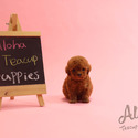 Toy Teacup Poodle Puppies For Sale - a Poodle puppy