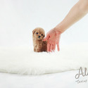 Mini Teacup Poodle Puppies For Sale - a Poodle puppy