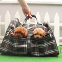 Micro Teacup Poodle Puppies For Sale - a Poodle puppy