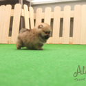 Micro Teacup Pomeranian Puppies For Sale - a Pomeranian puppy