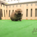 Micro Teacup Pomeranian Puppies For Sale - a Pomeranian puppy