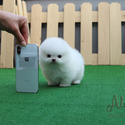 Micro Teacup Pomeranian Puppies For Sale - Gelato - a Pomeranian puppy