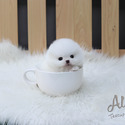 Micro Teacup Pomeranian Puppies For Sale - Gelato - a Pomeranian puppy