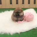 Micro Teacup Pomeranian Puppies For Sale - Tiramisu - a Pomeranian puppy