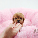 Micro Teacup Poodle Puppies For Sale - Cheese - a Poodle puppy