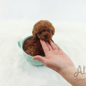 Micro Teacup Poodle Puppies For Sale - Teddy - a Poodle puppy