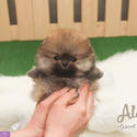 15% Off Teacup Pomeranian Puppies For Sale - Tiramisu - a Pomeranian puppy