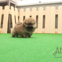 15% Off Teacup Pomeranian Puppies For Sale - Tiramisu - a Pomeranian puppy