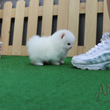 15% Off Teacup Pomeranian Puppies For Sale - Gelato - a Pomeranian puppy