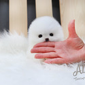 Tiny Teacup Pomeranian Puppies For Sale - Gelato - a Pomeranian puppy