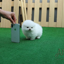 Tiny Teacup Pomeranian Puppies For Sale - Gelato - a Pomeranian puppy