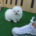 Tiny Teacup Pomeranian Puppies For Sale - Gelato - a Pomeranian puppy