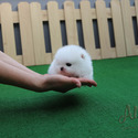 Tiny Teacup Pomeranian Puppies For Sale - Gelato - a Pomeranian puppy