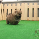 Tiny Teacup Pomeranian Puppies For Sale - Tiramisu - a Pomeranian puppy