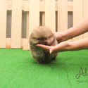 Tiny Teacup Pomeranian Puppies For Sale - Tiramisu - a Pomeranian puppy