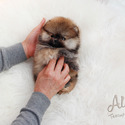 Tiny Teacup Pomeranian Puppies For Sale - Tiramisu - a Pomeranian puppy