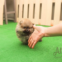 Tiny Teacup Pomeranian Puppies For Sale - Tiramisu - a Pomeranian puppy