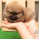 Tiny Teacup Pomeranian Puppies For Sale - Tiramisu - a Pomeranian puppy