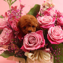 Tiny Teacup Poodle Puppies For Sale - Hani - a Poodle puppy