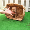 Tiny Teacup Poodle Puppies For Sale - Cheese - a Poodle puppy