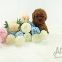 Tiny Teacup Poodle Puppies For Sale - Teddy - a Poodle puppy