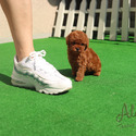 Tiny Teacup Poodle Puppies For Sale - Teddy - a Poodle puppy