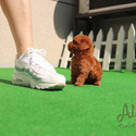 Tiny Teacup Poodle Puppies For Sale - Teddy - a Poodle puppy