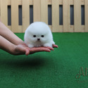Mini Teacup Pomeranian Puppies For Sale - Gelato - a Pomeranian puppy