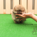 Mini Teacup Pomeranian Puppies For Sale - Tiramisu - a Pomeranian puppy
