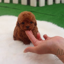 Mini Teacup Poodle Puppies For Sale - Hani - a Poodle puppy