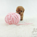 Mini Teacup Poodle Puppies For Sale - Cheese - a Poodle puppy