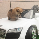 Mini Teacup Pomeranian Puppies For Sale - Tiramisu - a Pomeranian puppy