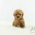 Mini Teacup Poodle Puppies For Sale - Cheese - a Poodle puppy