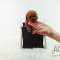 Mini Teacup Poodle Puppies For Sale - Teddy - a Poodle puppy