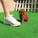 Mini Teacup Poodle Puppies For Sale - Teddy - a Poodle puppy