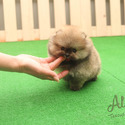 Micro Teacup Pomeranian Puppies For Sale - Tiramisu - a Pomeranian puppy