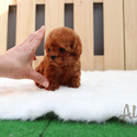 Micro Teacup Poodle Puppies For Sale - Hani - a Poodle puppy